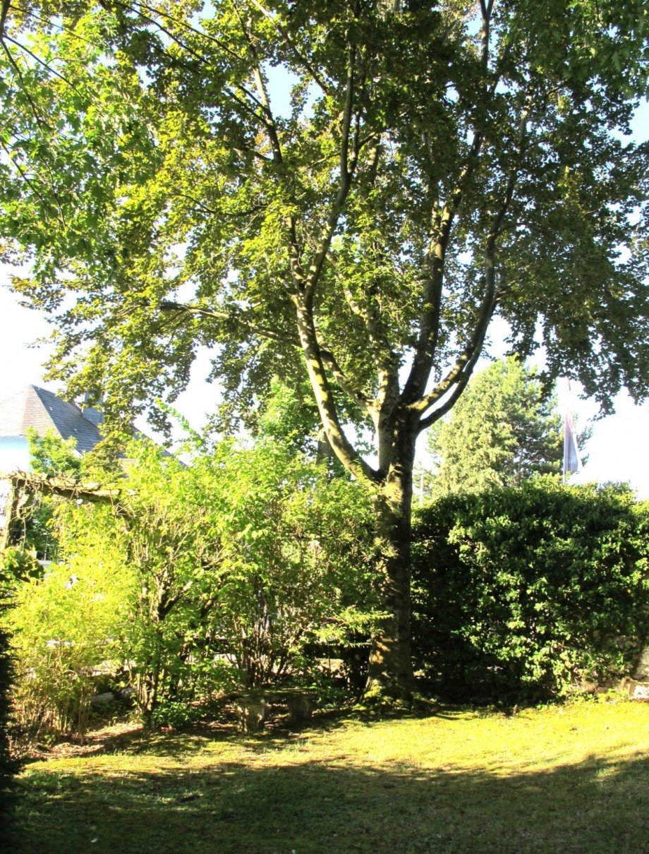 20_Garten Einfamilienhaus Kriftel